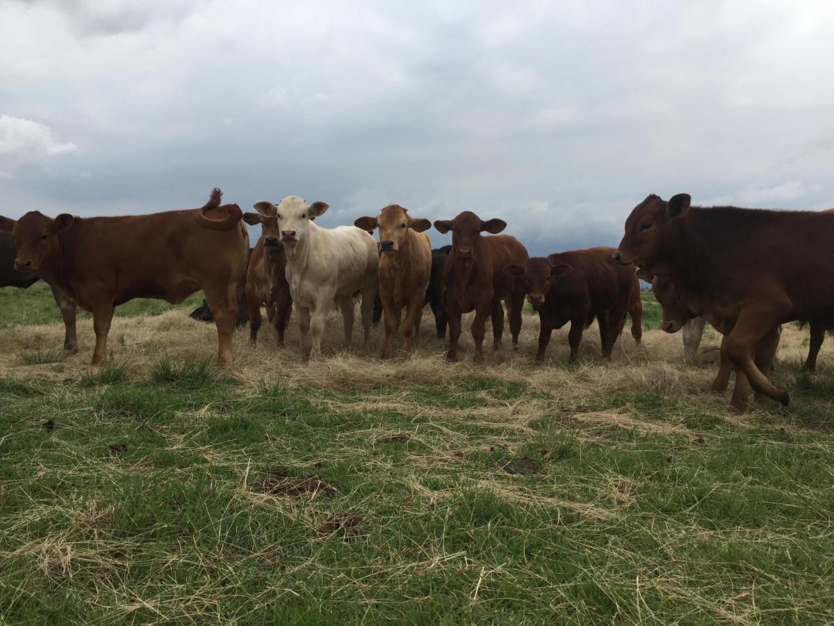 Green Thumb Farm Stay Ermelo Luaran gambar
