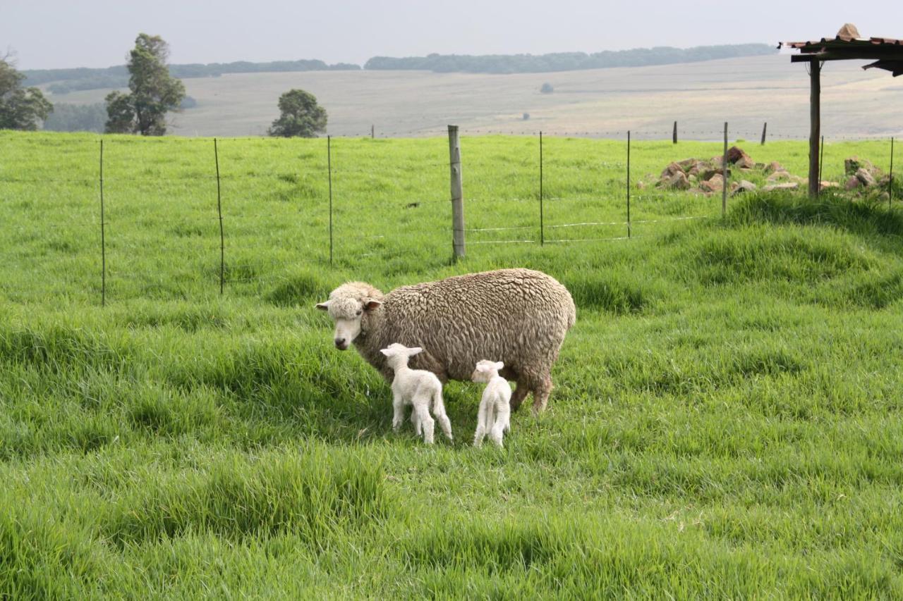 Green Thumb Farm Stay Ermelo Luaran gambar